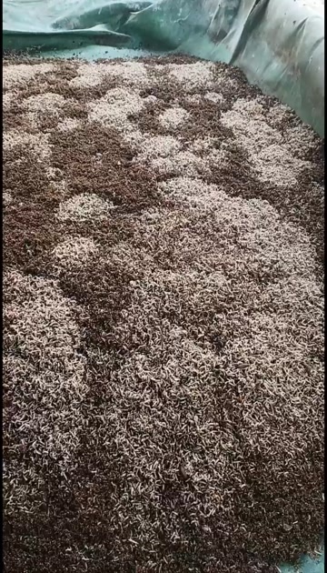 兰溪市供应鲜话冷冻高蛋白蛆虫