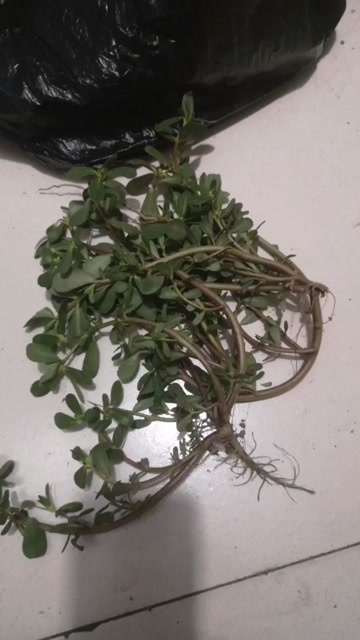野生马齿笕