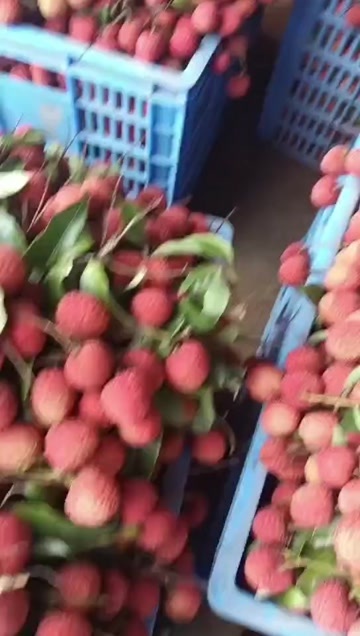 廉江市白糖罂