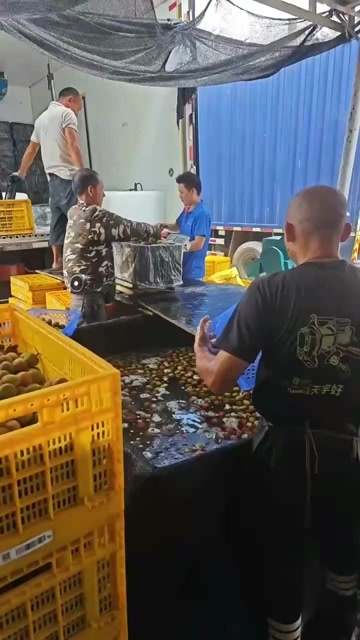 化州市妃子笑荔枝 鲜甜多汁 广东湛江红湖农场，木马村直发新鲜水果