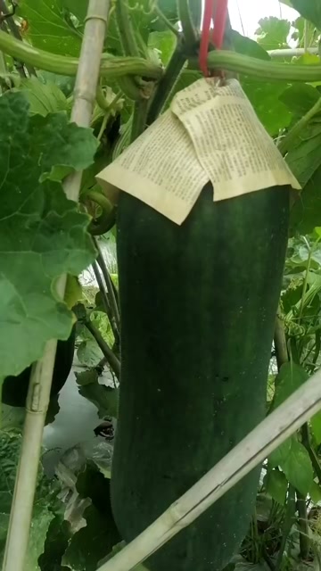 自己种的黑皮冬瓜，重量约30斤/个，可线上线下看货。