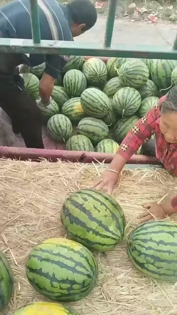 保定甜王西瓜
