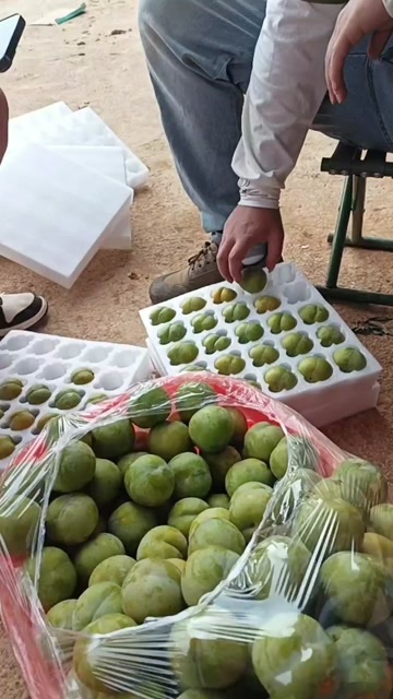 贵州蜂糖李