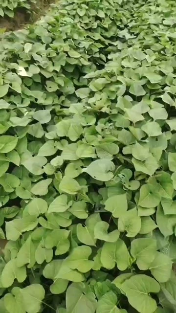 连城县需要丝滑蜜薯地瓜苗的联系我