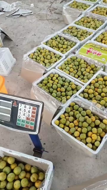 蜂糖李