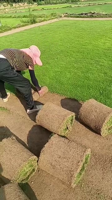 常德马尼拉，兰引三号，百慕大， 四季青各种草皮