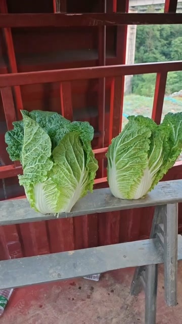 利川市利川硒元素大白菜