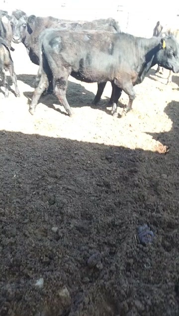 突泉县安格斯小母牛
