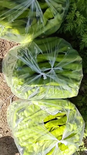 张家口888辣椒