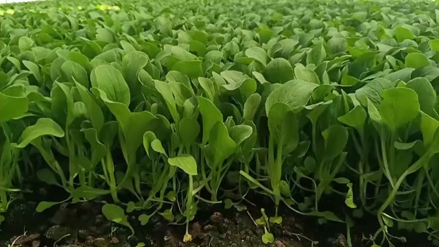 上海鸡毛菜小青菜