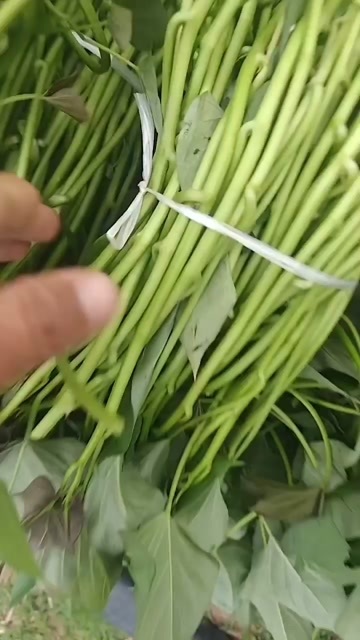 原原种烟薯25大田剪苗