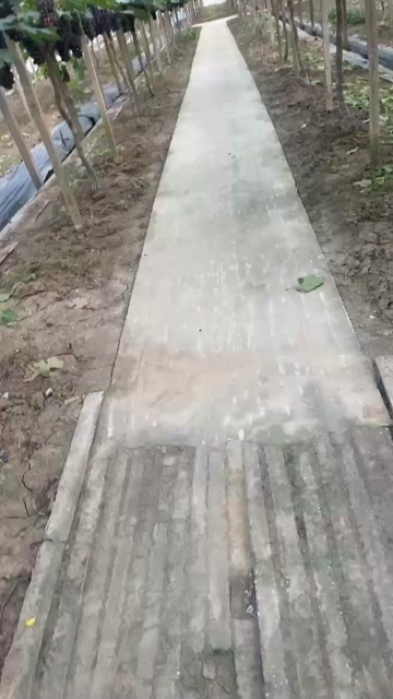 丹阳市夏黑葡萄