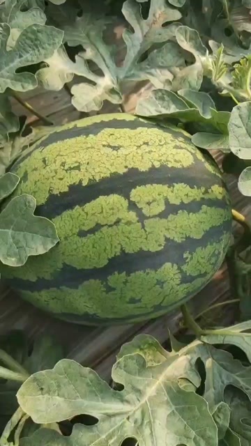 阜新县甜王西瓜出售