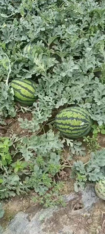 凌海市锦州凌海大量上市