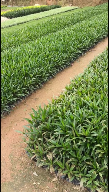漳州翠芦莉大杯苗高25-30公分