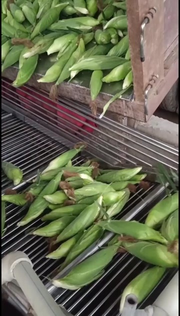 重庆市四川玉米开搞