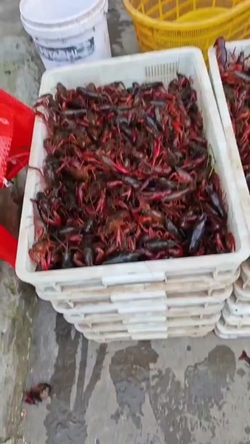 重庆市小龙虾，种虾