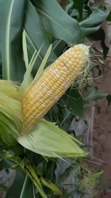 太阳花甜玉米，10月上市，产地直销，随行就市，