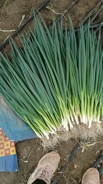 公主岭市东北特产香葱基地大量有货有需要的与我联系