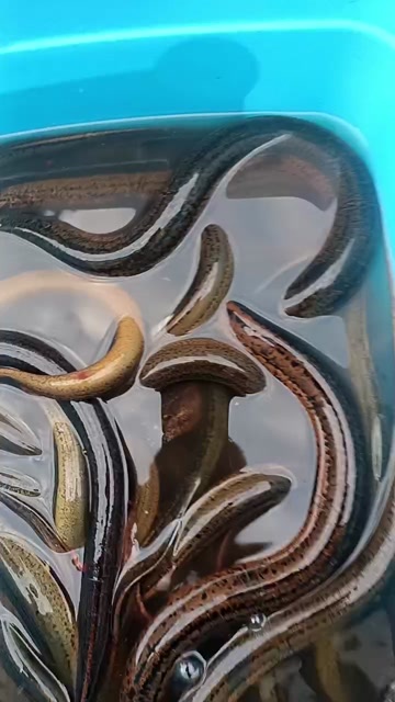 湖北潜江土黄鳝