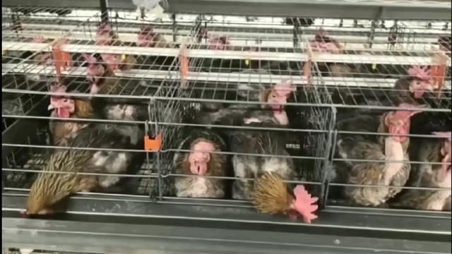 灌云县江苏连云港淘汰麻母老母鸡，4500只，平均5.2斤，453天