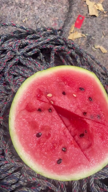 美都有籽大西瓜现摘现发麒麟西瓜有籽薄皮西瓜