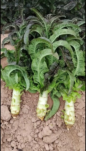 兰州甘肃定西莴笋上市了质量牛逼