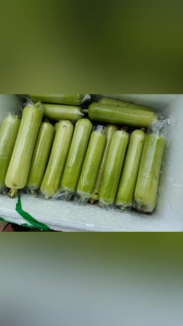 芷江县白玉丝瓜