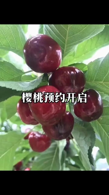 山东大樱桃