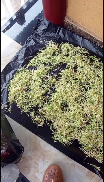 金银花