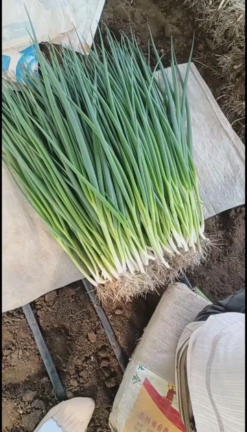 公主岭市怀德香葱基地，波姐代收香葱小葱大量有货，需要的与我联系