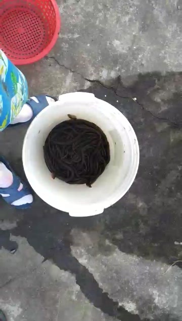 稻田鳝鱼稻花鳝