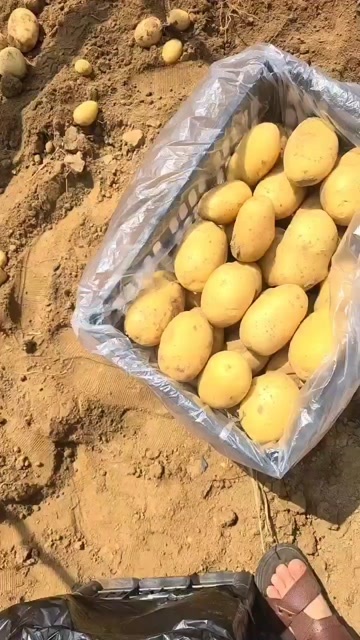 兰陵县兰陵县夏季土豆大量上市