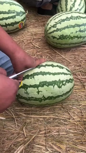蒲城县陕西蒲城金花 6