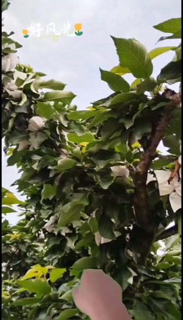 汉源县汉源高山优质车厘子