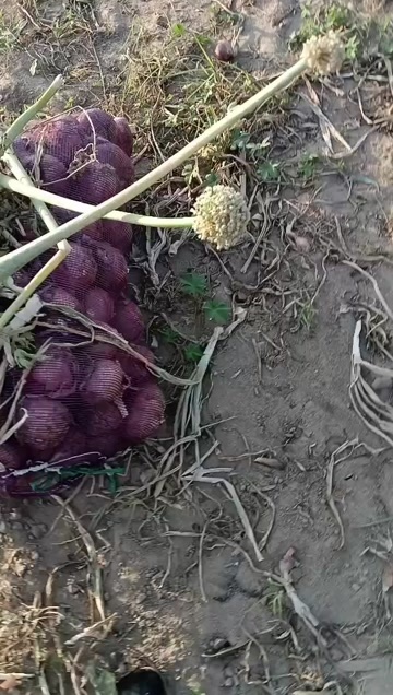 中牟县水果洋葱