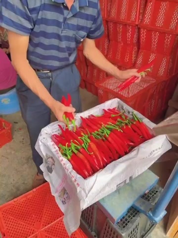 广州新鲜美人椒红辣椒当季现摘直发辣椒