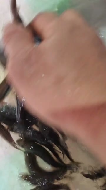 南宁优良A级的加州鲈鱼苗