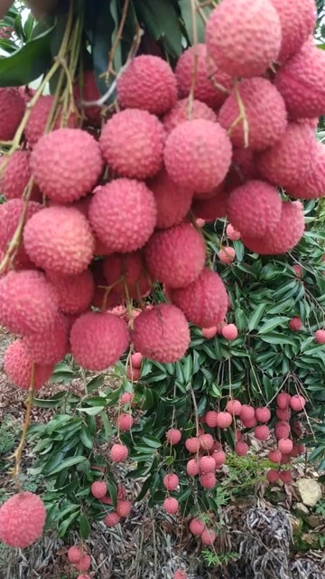 广州广东桂味荔枝小核荔枝新鲜当季水果现摘现发