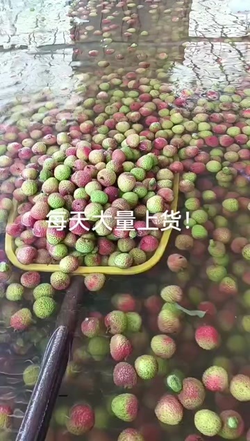 廉江市妃子笑荔枝