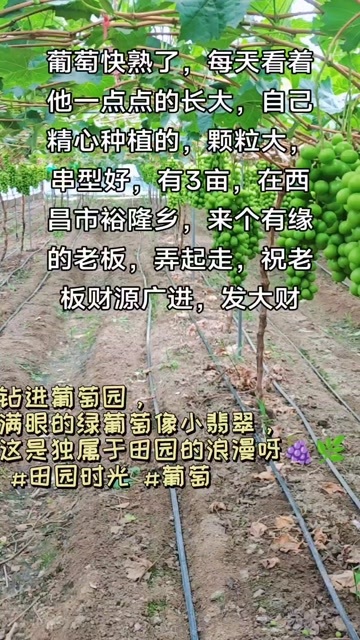西昌市阳光玫瑰