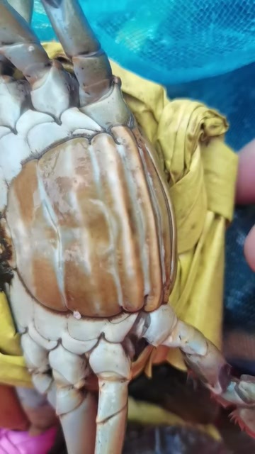 青蟹
