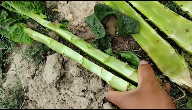 兰州甘肃定西刚上市红叶莴笋直接没毛病