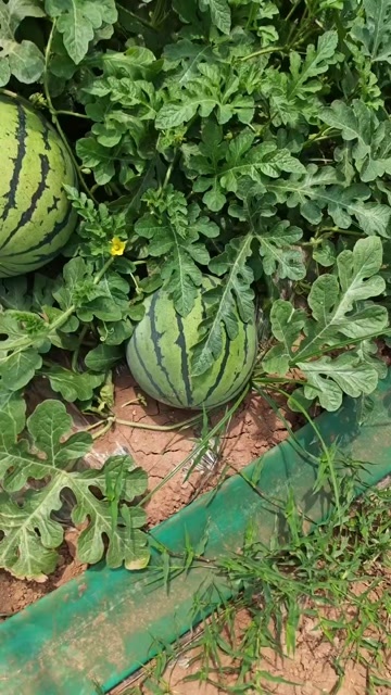 大英县8424西瓜