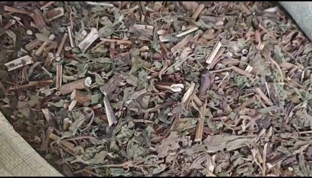 正品豨莶草，肥猪草，粘不扎，四川一手产地药材，统段，个子都有