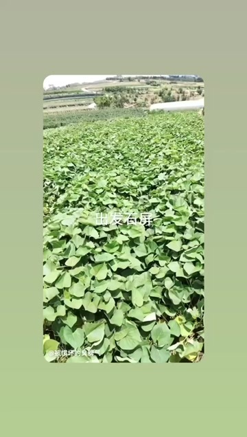 建水县红薯苗，脱毒苗，易活
