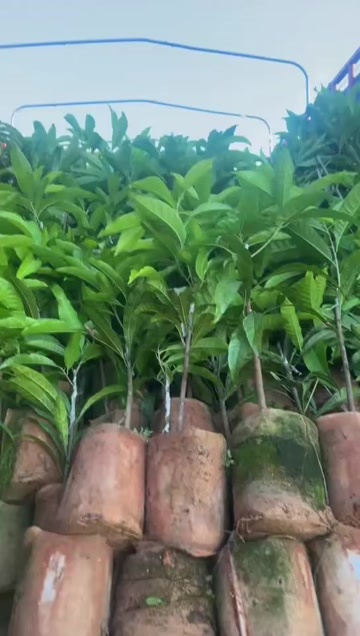 灵山县耀堂仙桃苗