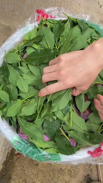 广州现摘现货李子钱排三华李新鲜水果孕妇红心酸脆酸甜当季李大果