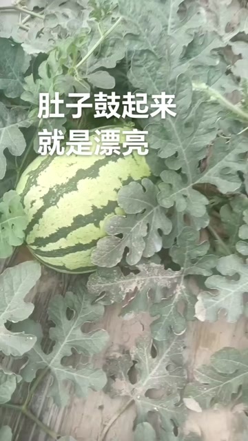 大荔县陕西渭南大荔县新鲜有籽金花西瓜产地直发