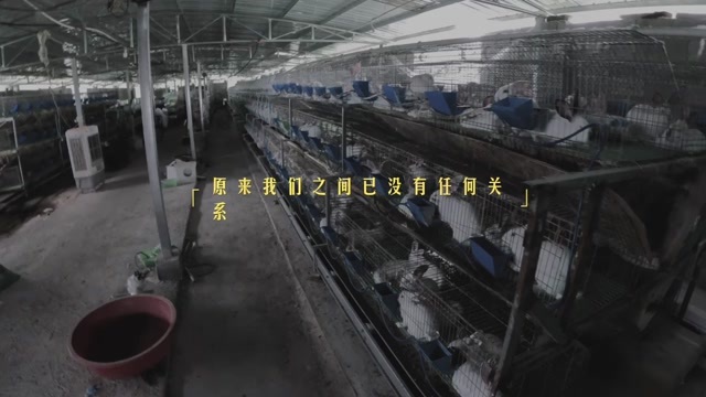 彭水肉兔自家养殖，小型养殖场，可以长期供应